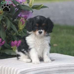 Pearl, Cavapoo Puppy